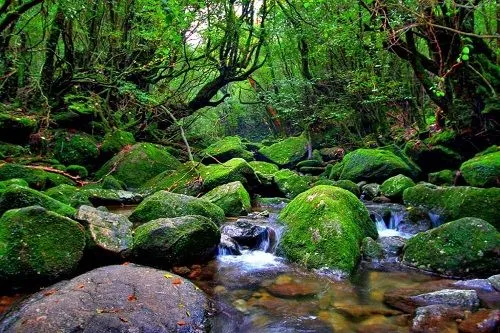El bosque de Yakushima : Patrimonios de la Humanidad El bosque de Yakushima : Patrimonios de la Humanidad