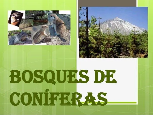 Bosques de coníferas