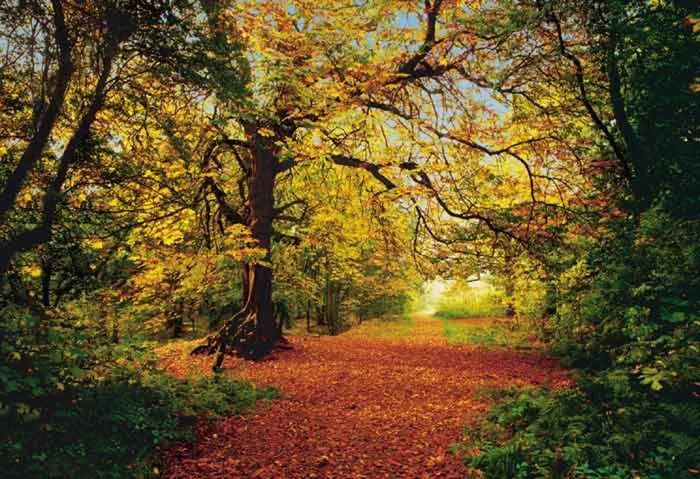 Bosques encantados reales - Imagui