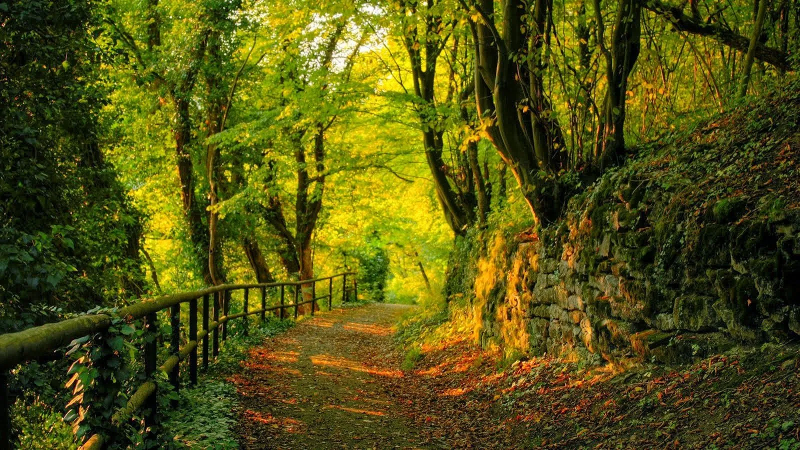 Bosques hermosos | Fotos de naturaleza, animales, paisajes ... Bosques hermosos | Fotos de naturaleza, animales, paisajes ...