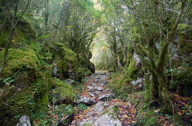 Bosques húmedos en Ochagavía - Andrés Castillo MartínAndrés ... Bosques húmedos en Ochagavía - Andrés Castillo MartínAndrés ...