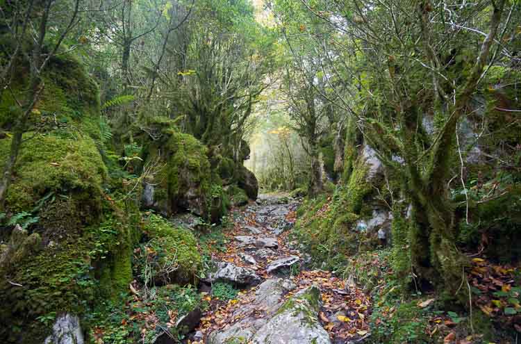 Bosques húmedos en Ochagavía - Andrés Castillo MartínAndrés ...