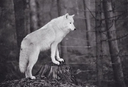 Bosques, lobos, libros y otras cosas... - Taringa! Bosques, lobos, libros y otras cosas... - Taringa!