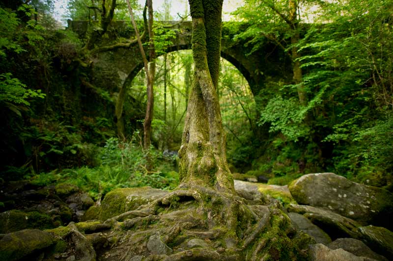 Bosques mágicos para ir de excursión este otoño - ¡No sabes nada! Bosques mágicos para ir de excursión este otoño - ¡No sabes nada!