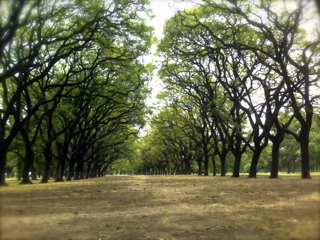 Bosques de Palermo | MAXFOT | Instantaneas