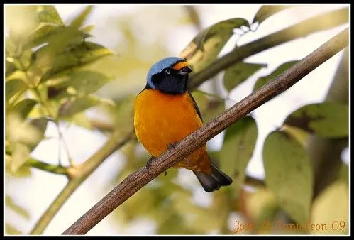 Los bosques primarios: :: Qué es un bosque primario