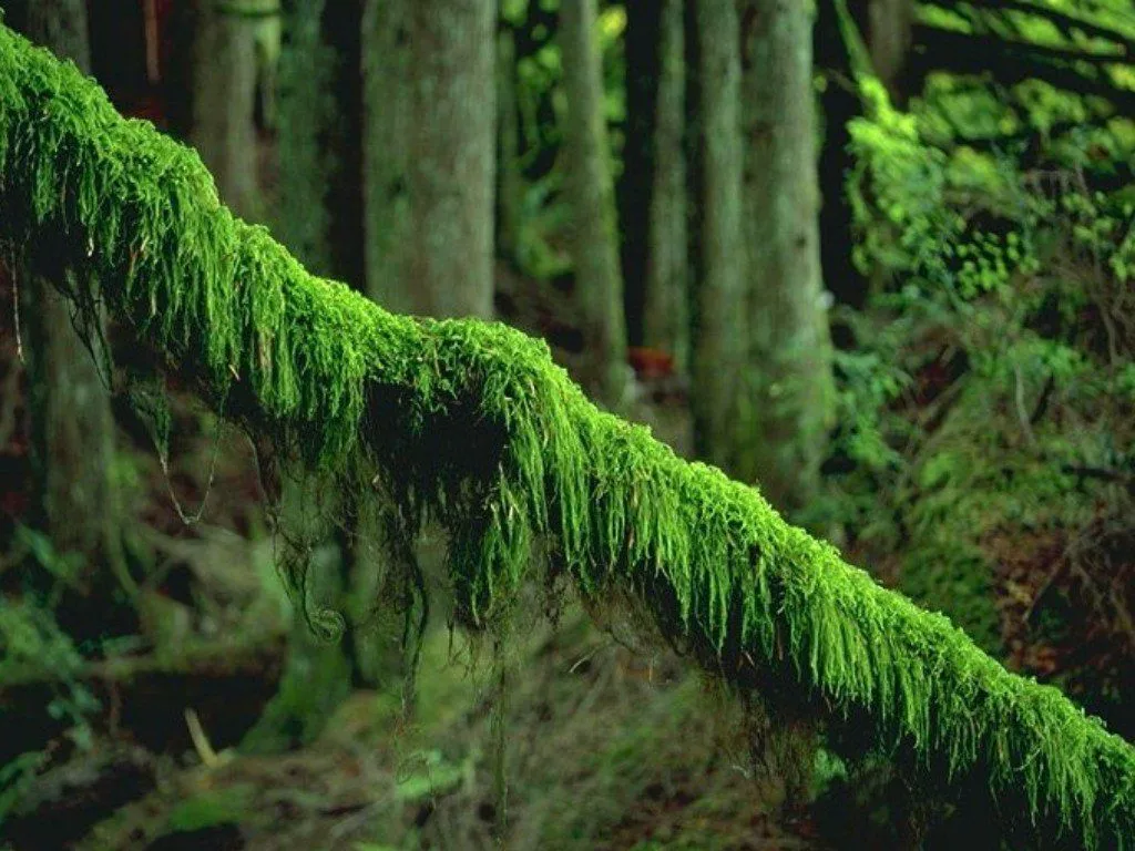 Los bosques primarios: :: ¿Sabías que el papel destruye los bosques? Los bosques primarios: :: ¿Sabías que el papel destruye los bosques?