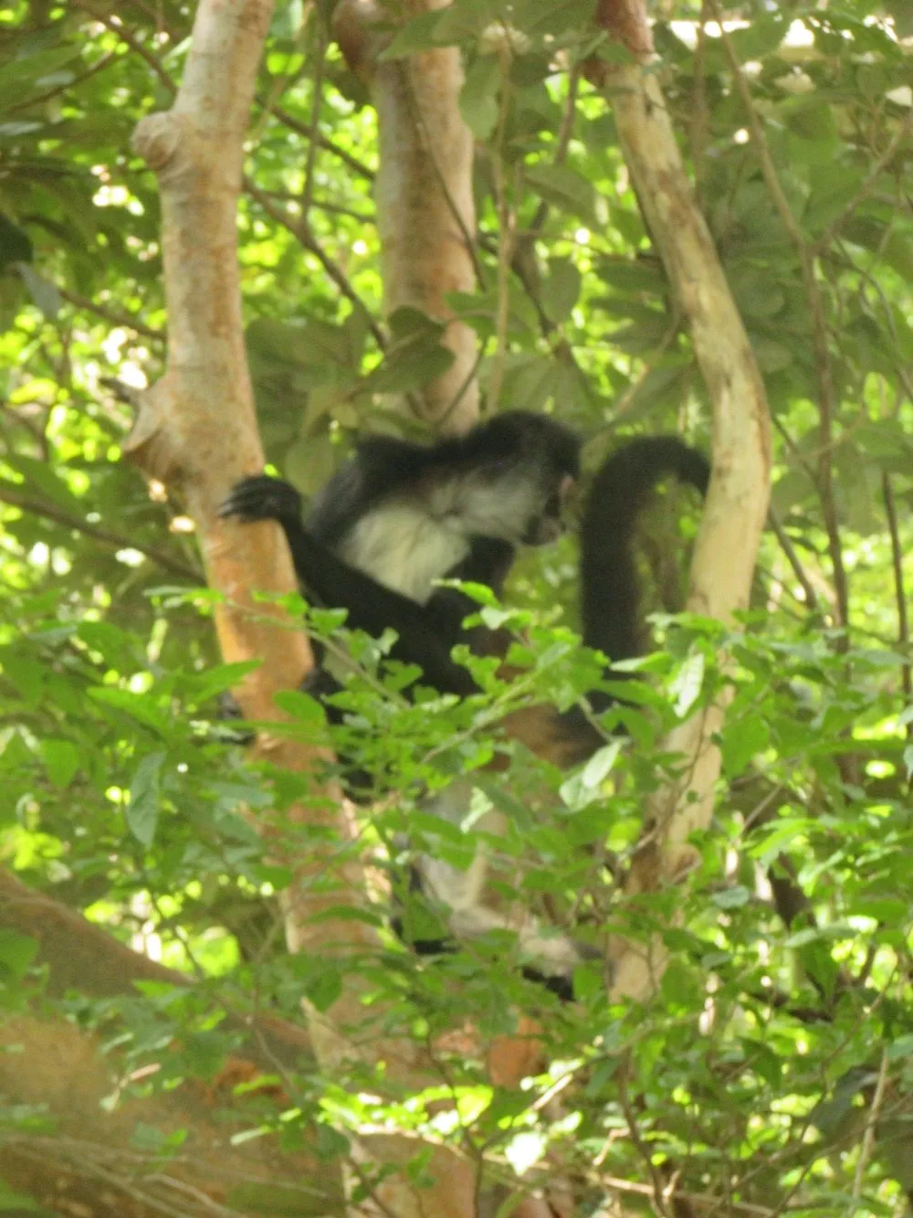 Bosques tropicales, ecosistemas con gran riqueza de especies | Secretaría de Medio Ambiente y Recursos Naturales | Gobierno | gob.mx Bosques tropicales, ecosistemas con gran riqueza de especies | Secretaría de Medio Ambiente y Recursos Naturales | Gobierno | gob.mx