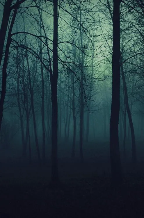 Bosques | Tumblr
