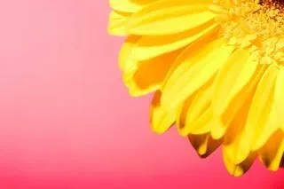 botánica, flor hermosa | Descargar Fotos gratis