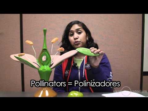 BOTÁNICA: LAS FLORES