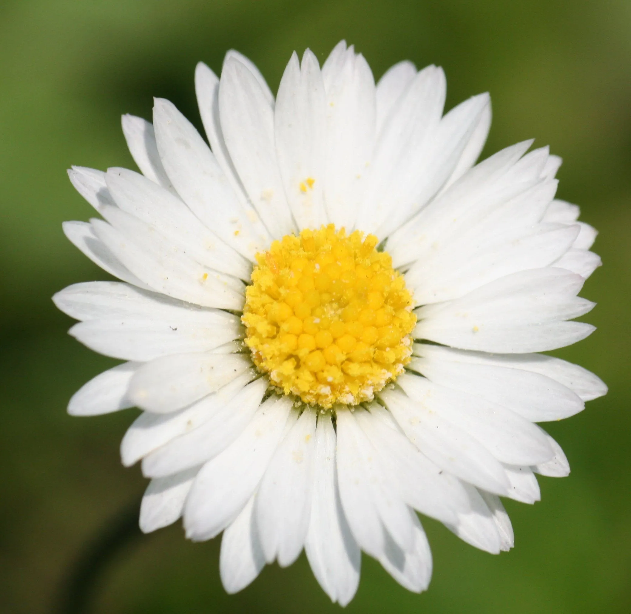 Botanical name - Wikipedia, the free encyclopedia Botanical name - Wikipedia, the free encyclopedia