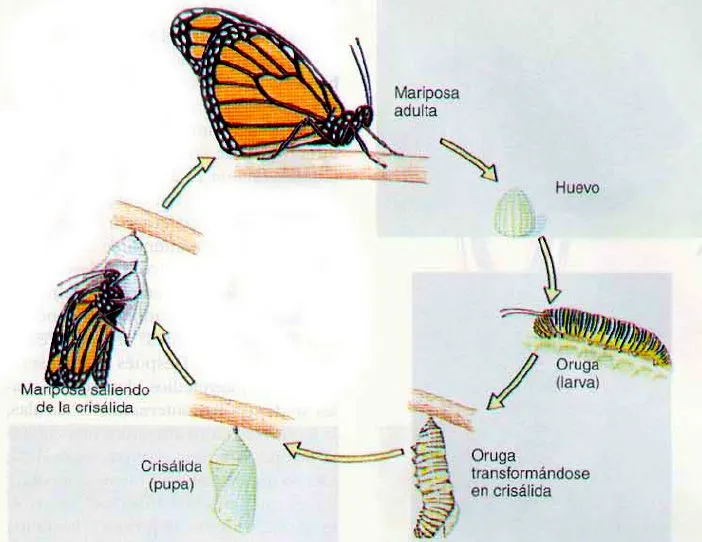 Con botas y a lo loco: Las mariposas monarca no saben bien.