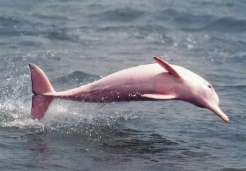 boto rosa amazonia | Tumblr