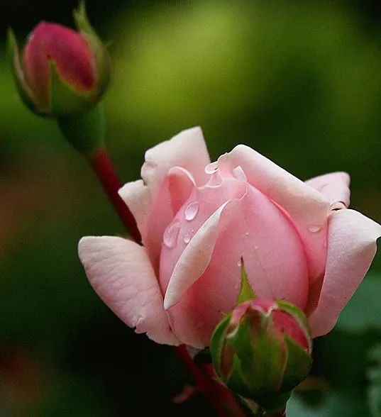 Botón de rosa con rocío imagen #3694