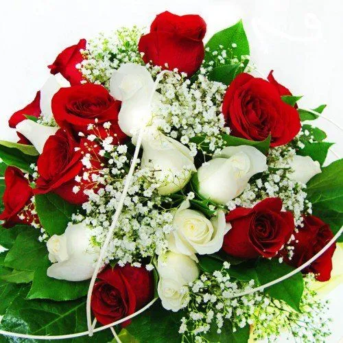 Imagen de rosas rojas y blancas - Imagui