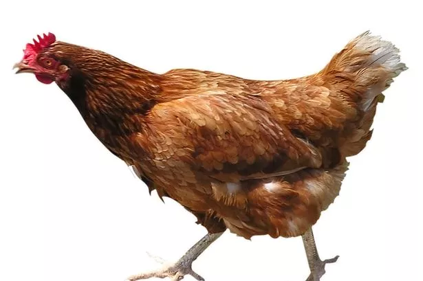 Bournemouth University studying how chickens and humans get on ... Bournemouth University studying how chickens and humans get on ...