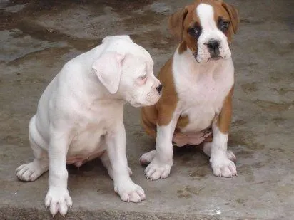 boxer | Cuidar de tu mascota es facilisimo.com boxer | Cuidar de tu mascota es facilisimo.com