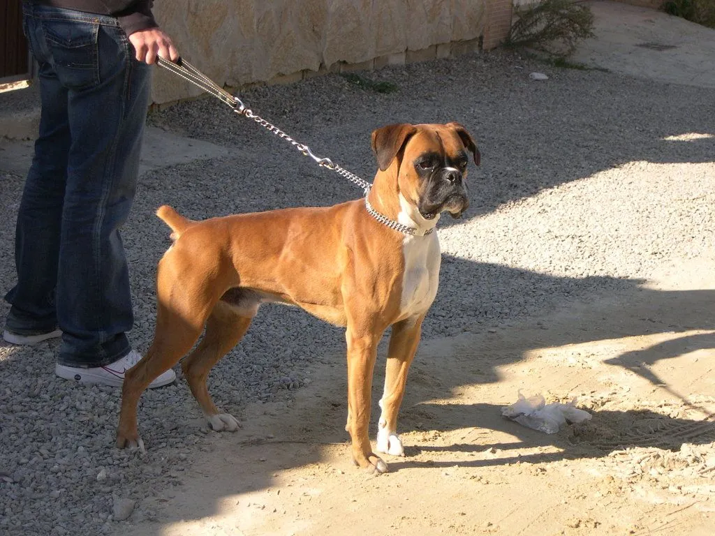 boxer (2) | Cuidar de tu perro es facilisimo. boxer (2) | Cuidar de tu perro es facilisimo.