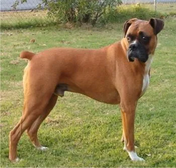 boxer-adult | Power Pet