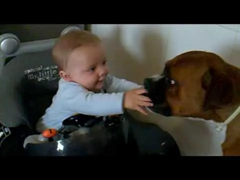 boxer y bebe - YouTube