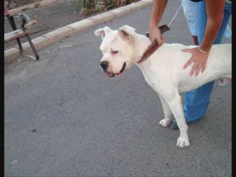 boxer blanco 10 meses albino - YouTube