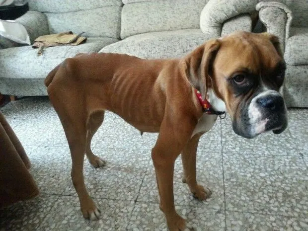 boxer | En busca de una segunda oportunidad boxer | En busca de una segunda oportunidad