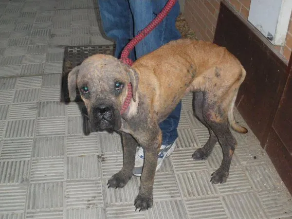 boxer | En busca de una segunda oportunidad