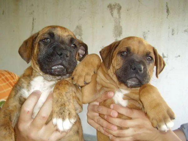 boxer | En busca de una segunda oportunidad boxer | En busca de una segunda oportunidad