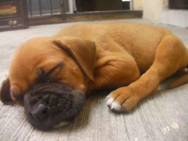 Boxer cachorros tiernos y juguetones criados en casa - Nuevo León ...