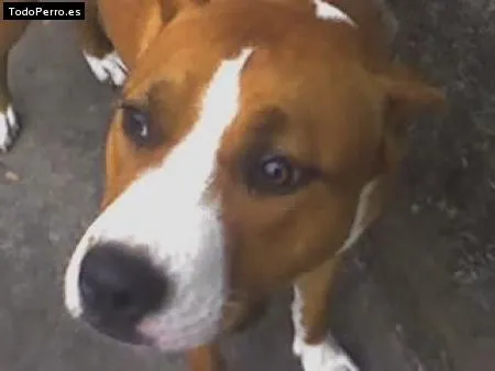 Fotos de cruza de pitbull con boxer - Imagui