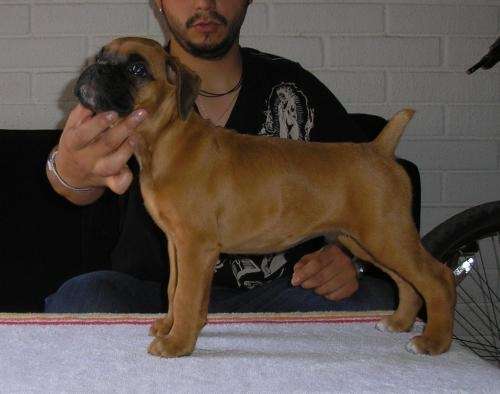Boxer europeo - Santiago, Chile - Animales / Mascotas