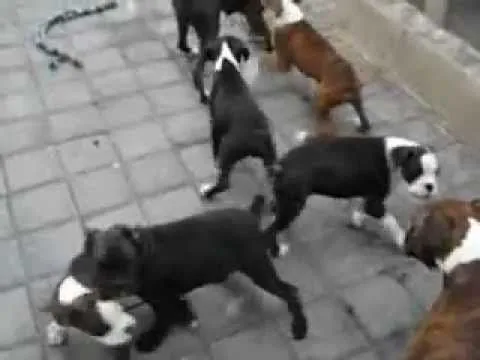 KingBoxers Colima, venta de cachorros de Boxer 100% europeos ...
