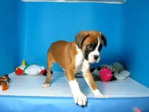 Boxer Macho REF: 312 91 Venta de perros. Comprar cachorros de ...