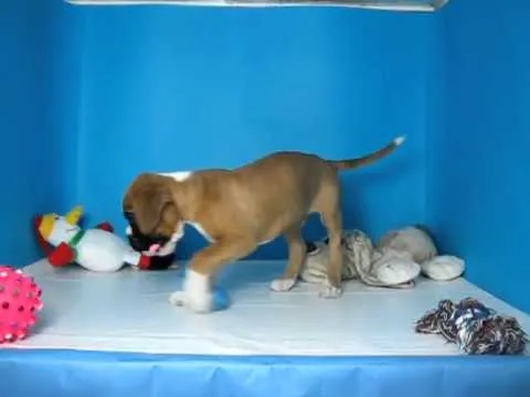 Boxer Macho REF: 312 94 Venta de perros. Comprar cachorros de ... Boxer Macho REF: 312 94 Venta de perros. Comprar cachorros de ...