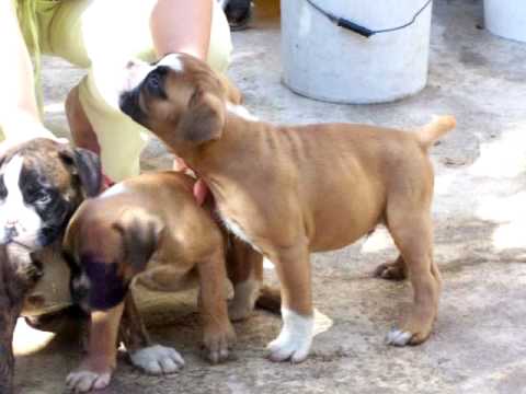 BOXER MEXICO IMPERIAL BOXER PRESENTA A CRIAS DE JUNO KYRA Y ... BOXER MEXICO IMPERIAL BOXER PRESENTA A CRIAS DE JUNO KYRA Y ...