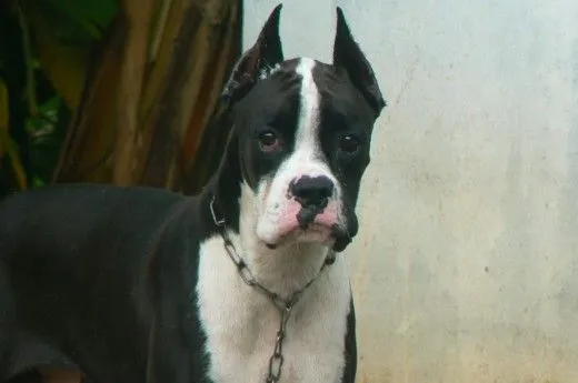 MIS BOXER NEGROS Y BLANCOS | Álbum de fotos de analinda | Perros.com