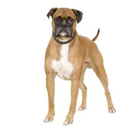 Boxer. Perros. Plusesmas.com