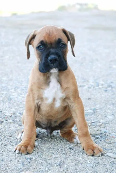 Boxer - Perros - Venta Mascotas