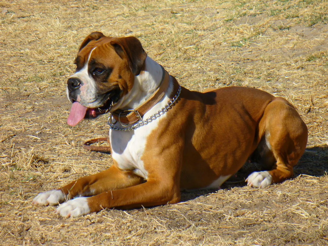 Boxer - Puppies, Rescue, Pictures, Information, Temperament ... Boxer - Puppies, Rescue, Pictures, Information, Temperament ...