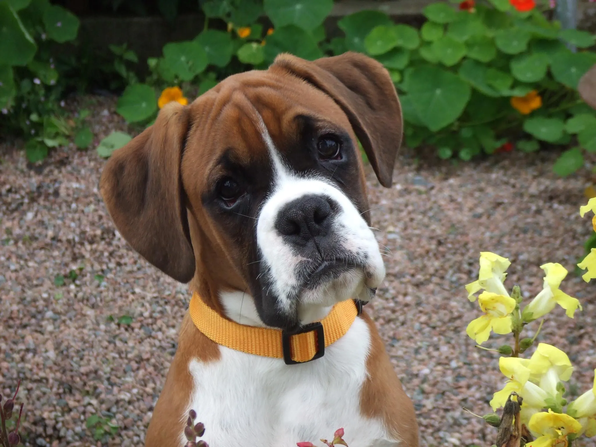 Boxer - Puppies, Rescue, Pictures, Information, Temperament ... Boxer - Puppies, Rescue, Pictures, Information, Temperament ...