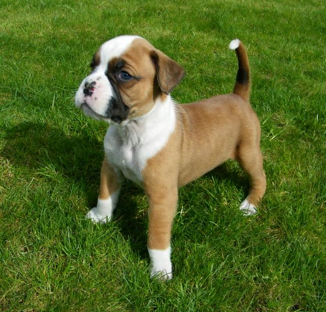 Boxer - Puppies, Rescue, Pictures, Information, Temperament ... Boxer - Puppies, Rescue, Pictures, Information, Temperament ...
