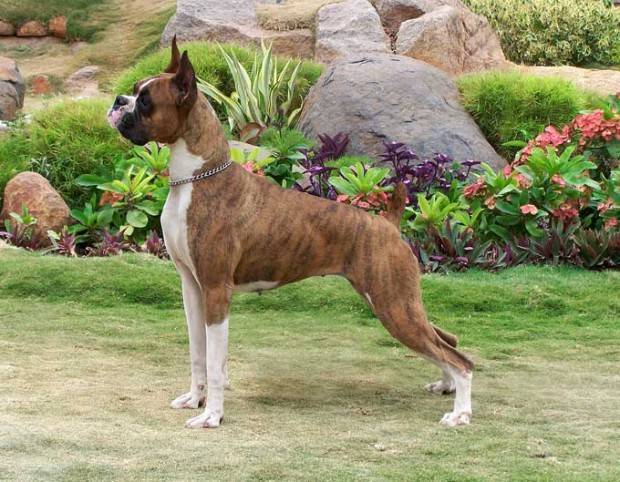 Boxer | Tudo Sobre a Raça de Cachorro Boxer Boxer | Tudo Sobre a Raça de Cachorro Boxer