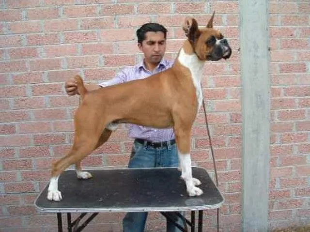 boxeramigos - Boxer EURO Versus Boxer AMERICAN - Foro general ... boxeramigos - Boxer EURO Versus Boxer AMERICAN - Foro general ...