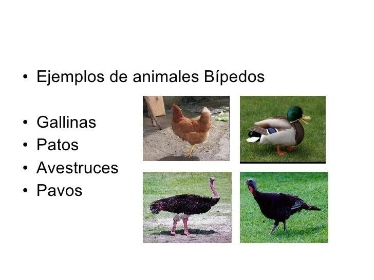 bpedos-y-cuadrpedos-3-728.jpg? ... bpedos-y-cuadrpedos-3-728.jpg? ...