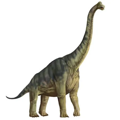 Brachiosaurus - Fotos, Hechos y Historia | Dinosaurios