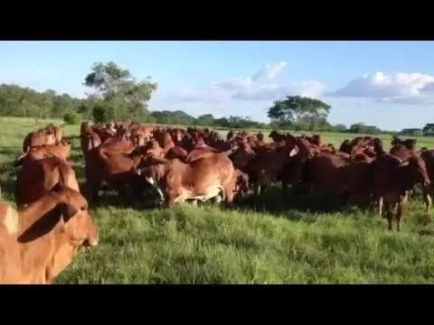 Brahman Rojo Haciendas Francia y Lusitania: lote de novillas de ... Brahman Rojo Haciendas Francia y Lusitania: lote de novillas de ...