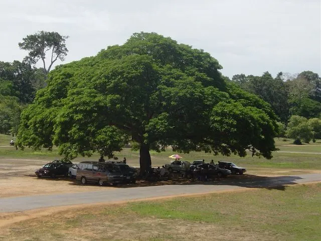 Brazilian Rain tree Bonsai progression - Bonsai Empire Brazilian Rain tree Bonsai progression - Bonsai Empire