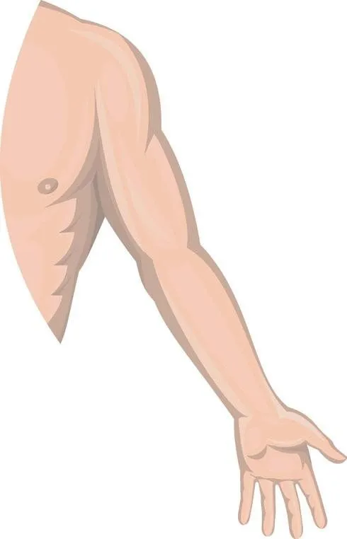 Brazo (anatomía). Fotos Anatomía general. Plusesmas.com Brazo (anatomía). Fotos Anatomía general. Plusesmas.com