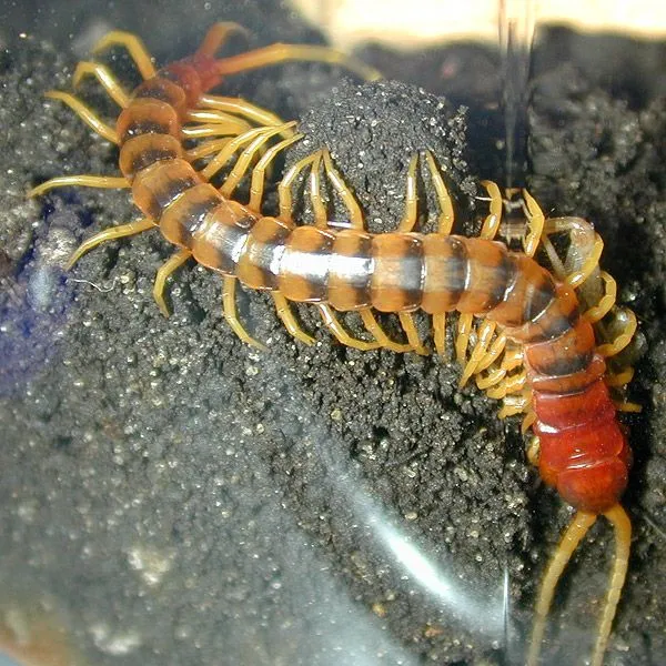 B.R.E.A. VENENOS: -Scolopendra (ESCOLOPENDRA O CIENPIES VENENOSO)